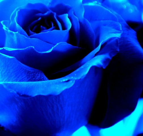 rose.jpg